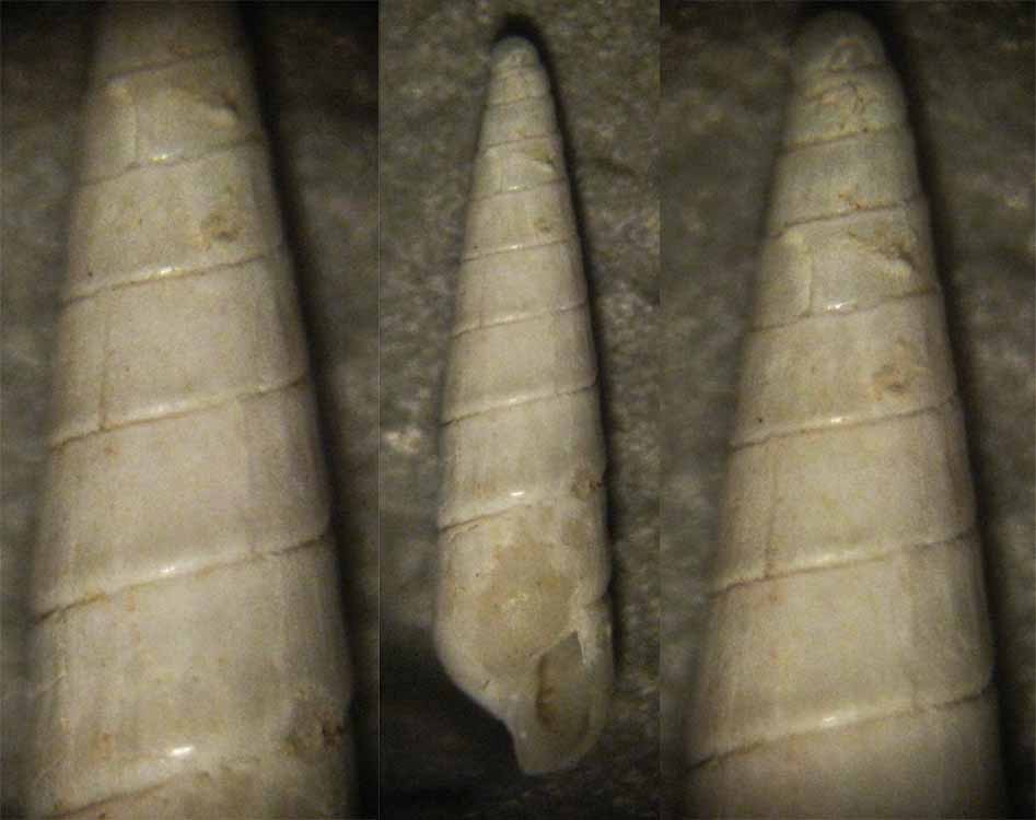 Eulimella neoattenuata?